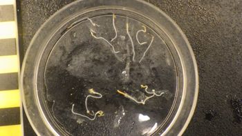 Media type: image;   Invertebrate Zoology 153512 Description: live specimen;